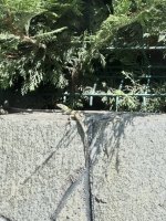 IMG_4379.jpeg