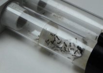 IMG_0538.jpeg