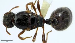 antweb1041690_d_1_high.jpg