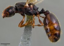 antweb1041811_p_1_high.jpg