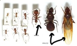 Atta.cephalotes.gamut.selection.jpg