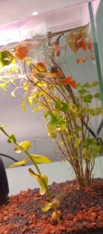 IMG_20240717_181845_479.jpg