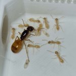 camponotus.jpg