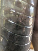IMG_6519.jpeg