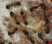 Polygynous-colony-of-the-ant-Leptothorax-acervorum-with-three-queens-workers-larvae.png