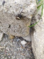 IMG_20220424_170533.jpg