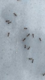 IMG-20240804-WA0028.jpeg