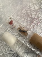 IMG_0493.jpeg IMG_0493.jpeg