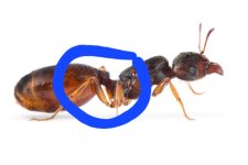 Pheidole-pallidula.jpg