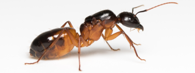 Camponotus Sanctus.png