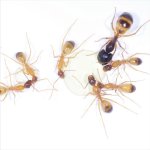 Camponotus-sanctus.jpg