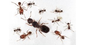 colony-of-pheidole-pallidula-free-ants-anthouse.jpg