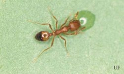 pharaoh_ant01.jpg