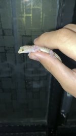 IMG_0904.jpeg
