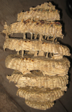 resim_2024-08-27_235702544.png