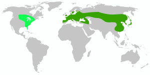 Vespa_crabro_-_distribution_map.png