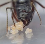 Camponotus_compressus_queen,_Manoj_Vembayam.jpg