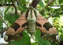 Lime_hawk_moth.jpg