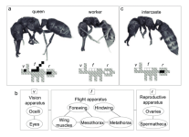 Modularity-in-ant-castes-winged-queens-and-workers-and-intercastes-a-Dealate-queen.png