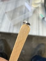 IMG_6704.jpeg