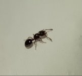 Myrmecina_graminicola_casent0008643_profile_1 (3).jpg