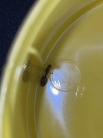 IMG_1921.jpeg