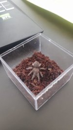 tarantula.jpg