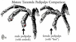 emboli-diagram.thumb.jpg.3e7c08577eda1bc2e35c24d50050fd87.jpg