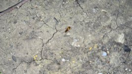 IMG_0982.jpeg