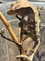 IMG_3281.jpeg