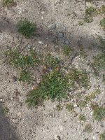 IMG_20250315_144554.jpg