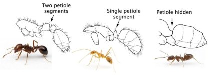 petiole figure_shrunk.jpg