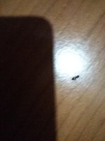 IMG20250319080618.jpg