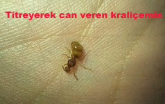 1742641550244.png