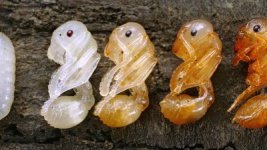 ant-development-stages-egg-adult-pupa-larva.jpg