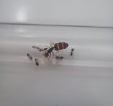 Crematogaster.JPG Crematogaster.JPG