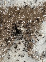 IMG_2169.jpeg