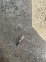 IMG_3441.jpeg