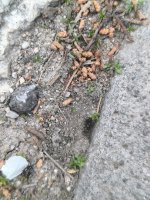 IMG_20250325_184359.jpg
