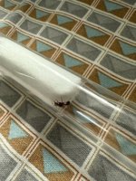 IMG_1045.jpeg