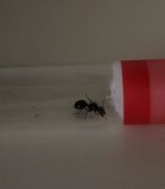 IMG_7585.jpeg