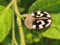 Therea_olegrandjeani_92587673_1.jpg