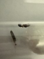 IMG_1123.jpeg