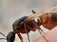 Screenshot_20250408_152409_iNaturalist.jpg