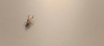 IMG_20250414_190744.jpg