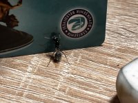 IMG_6541.jpeg