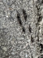 IMG_2997.jpeg