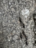 IMG_2996.jpeg