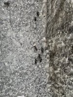 IMG_2993.jpeg
