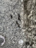 IMG_2994.jpeg